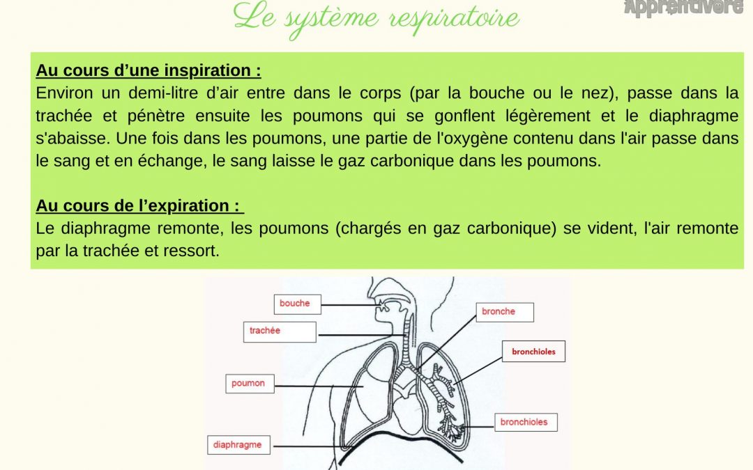 Le Système Respiratoire (Leçon)